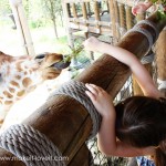 Crafty blogging vs. Family blogging (Plus the Zoo)