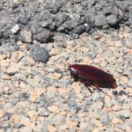 Our Cross Country move is Over!! (Plus a story about a cockroach...)