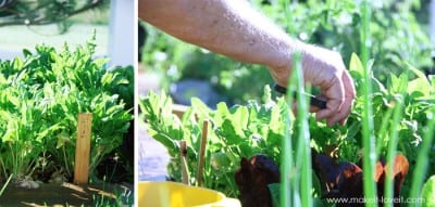cutting spinach