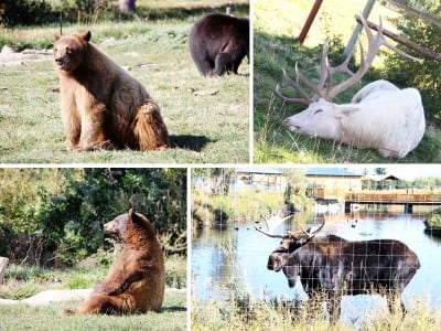 bearworldanimals