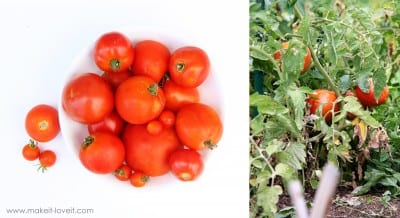 garden tomatoes