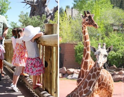 giraffes