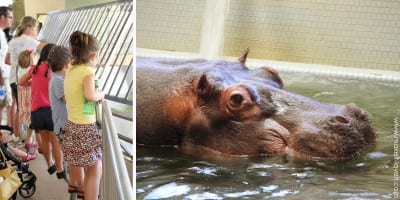 hippo
