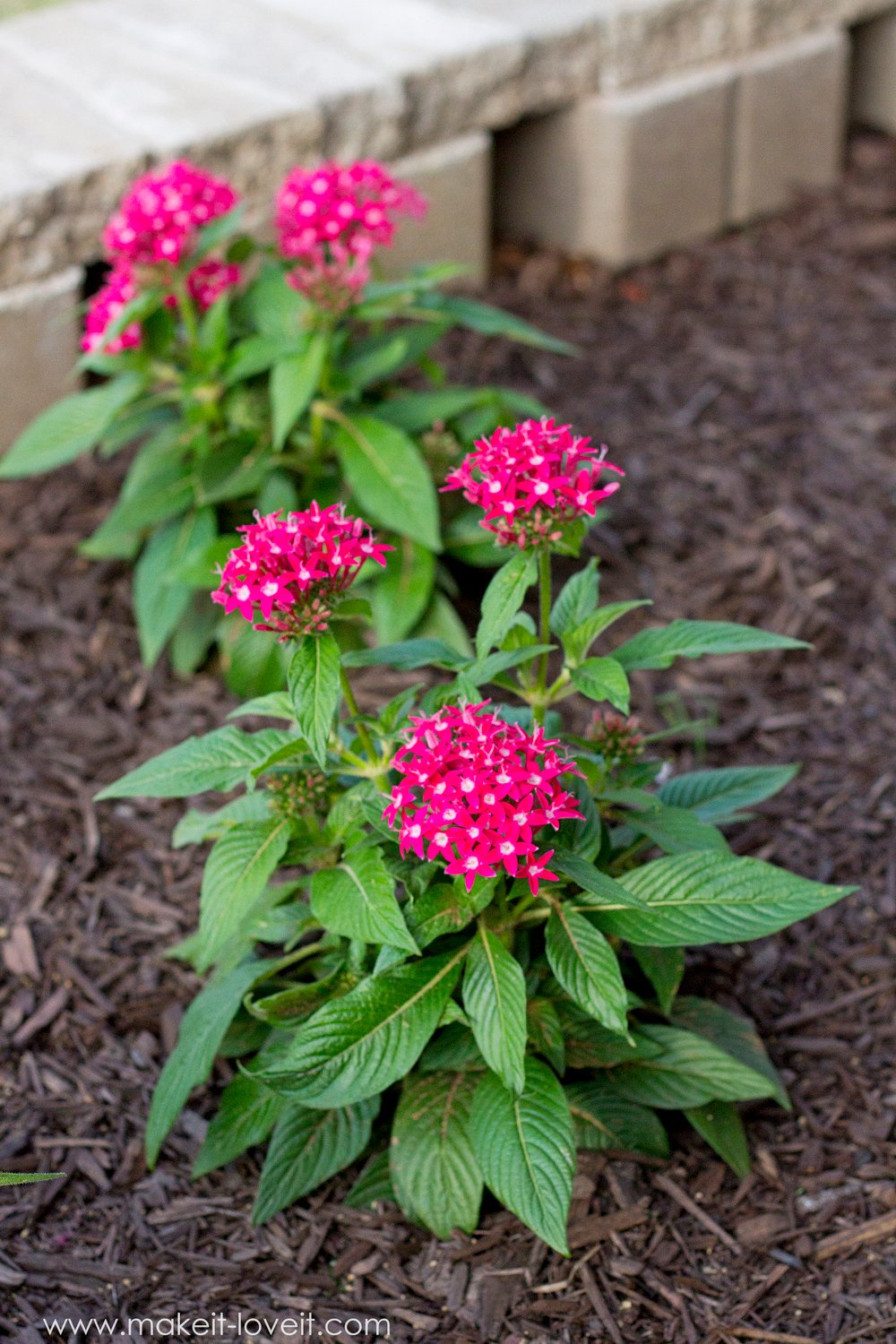 How To Landscape & Hardscape a Front Yard (...from our experience!!) | www.makeit-loveit.com